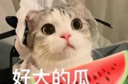 娱乐吃瓜君猫咪摇头,揭秘吃瓜君的萌态瞬间